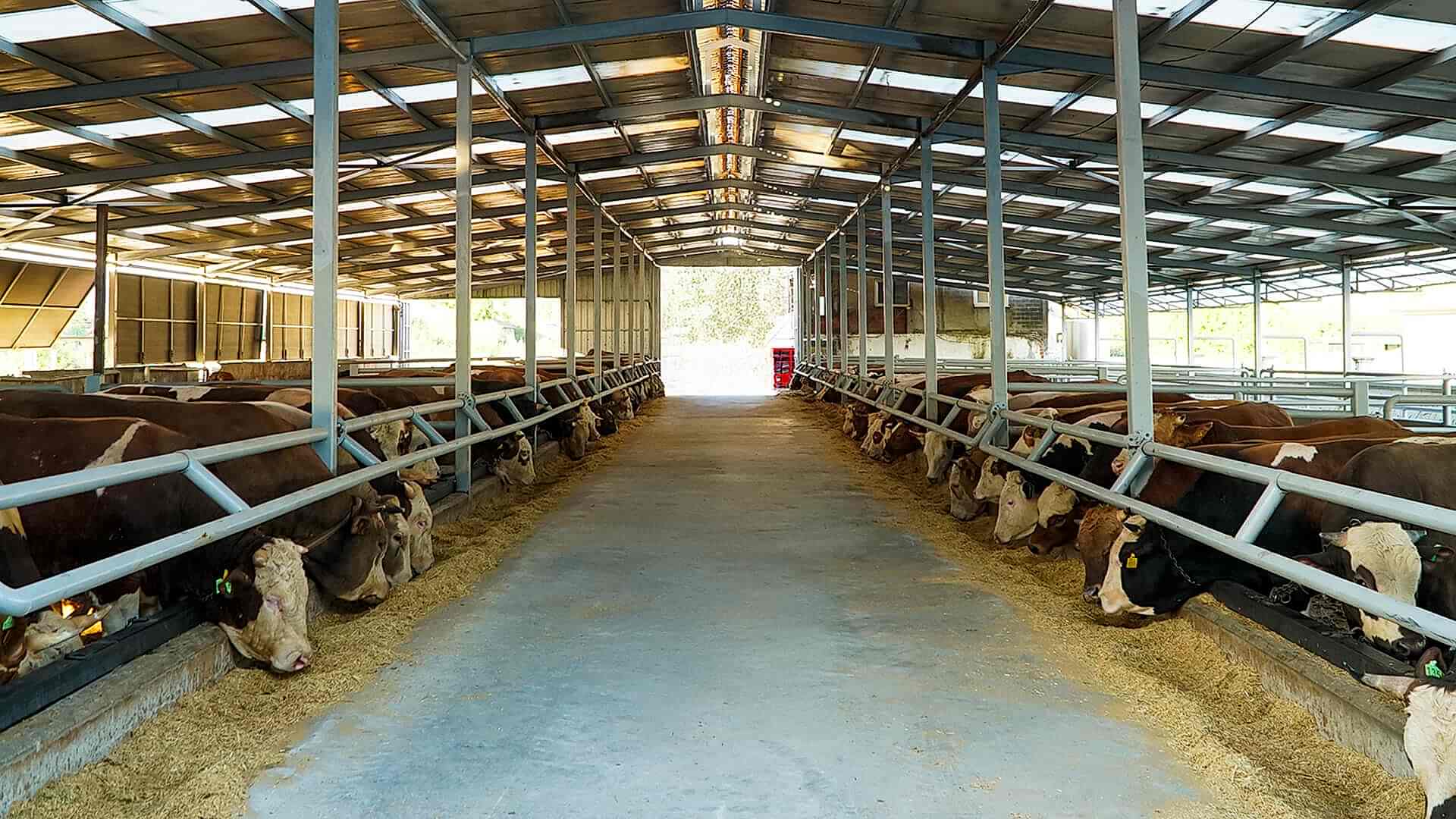 Şeker Afyon Çiftlik Tesis