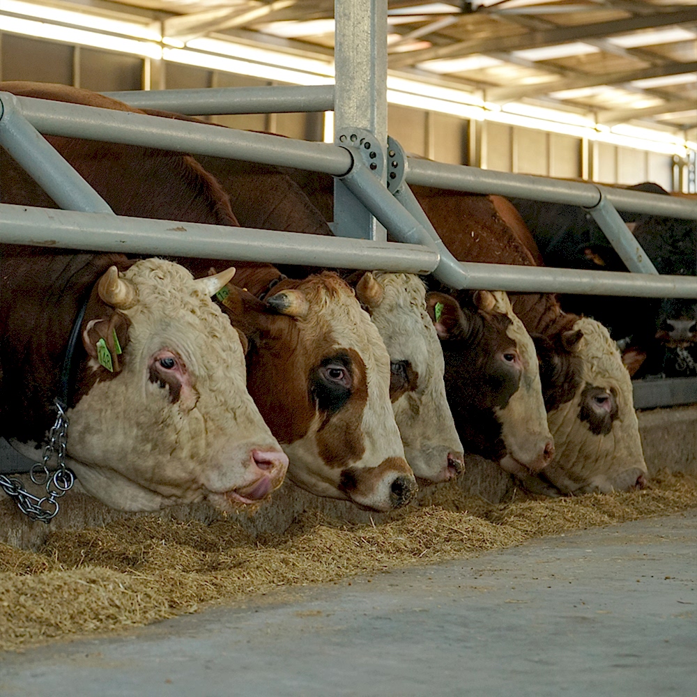 Şeker Afyon Çiftlik
