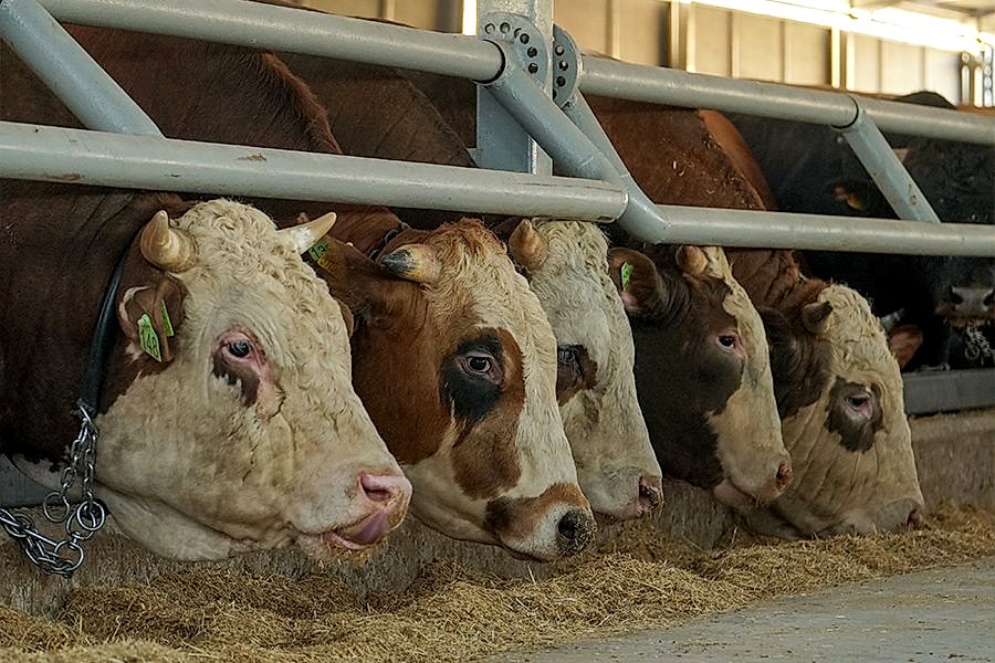 Kurbanlık Satışı ve Adak