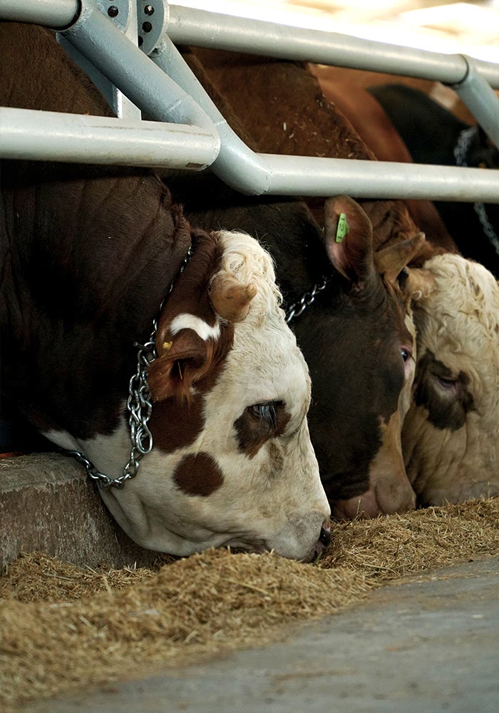 Kurbanlık Satışı ve Adak Galeri