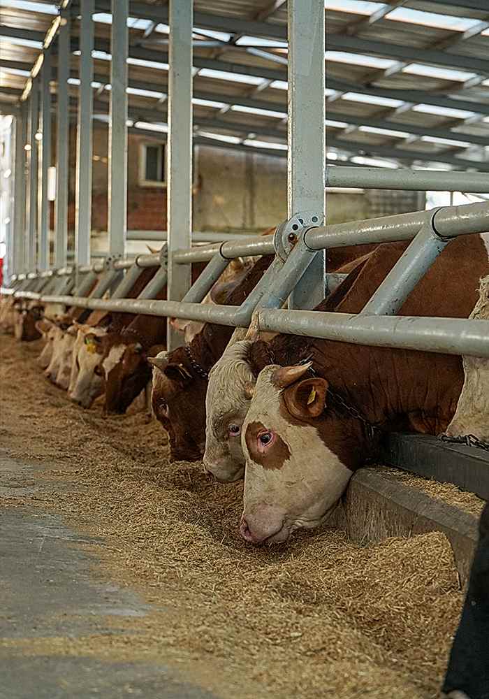 Kurbanlık Satışı ve Adak Galeri