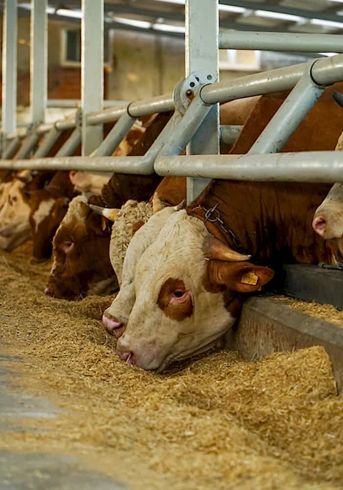 Kurbanlık Satışı ve Adak Galeri